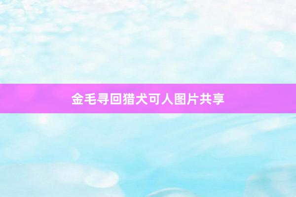 金毛寻回猎犬可人图片共享